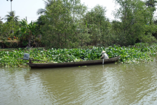 Harvesting water hyacinth