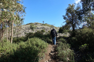 Coming out of the trees