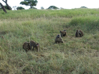 Baboons