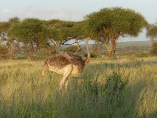 Female Ostrich