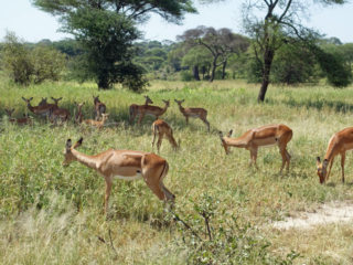 Impala