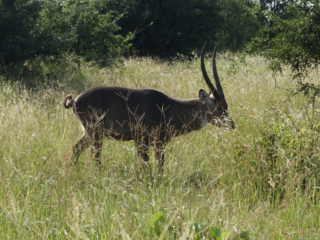 Waterbuck Antelope