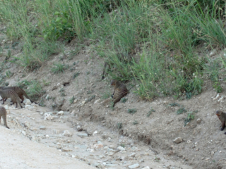 Mongoose