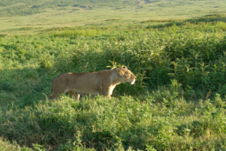 Our first lion sighting