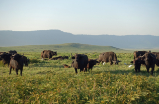 Cape Buffalo