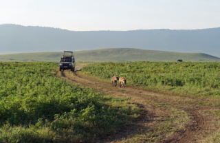 A couple of hyenas out for a stroll