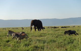 Zebra, Elephant and Wildebeest