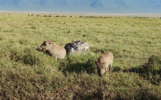 Warthogs