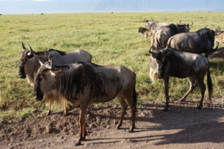 Wildebeest