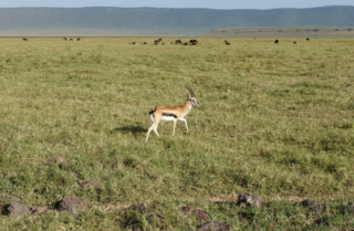 Thomson's Gazelle