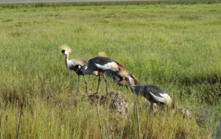 Gray Crowned Cranes