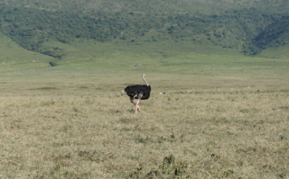 Male Ostrich