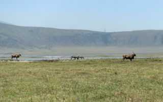 A couple of Eland, the largest of the antelope family.