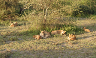A small pride of lions