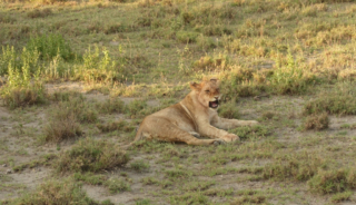 A tired lion cub