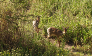 A mated pair of Dik Dik's, the smallest of the antelope family