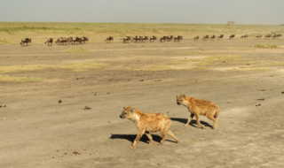 Hyena's following the migration