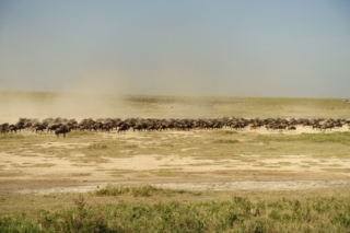 The Great Wildebeest Migration
