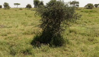 Cheetah under the bush