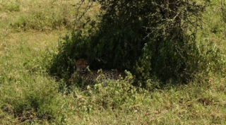 Cheetah