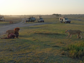 One kill in the foreground another behind the male lion