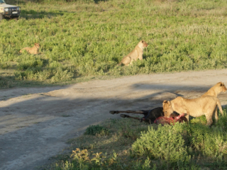 Watching a lone wildebeest in the distance