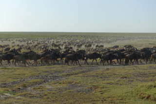 More wildebeest