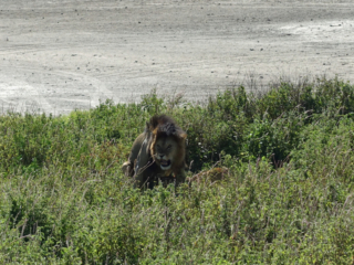 The dominant male mating with one of the females