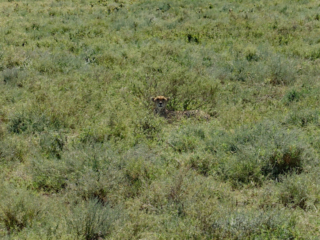 Cheetah