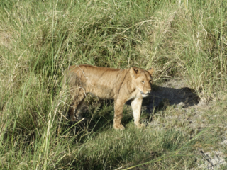 A young lion