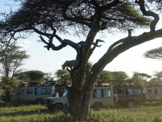 Leopard in a tree, with a lot of observers