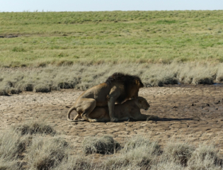 Mating
