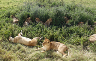 Lots of cubs in the bushes