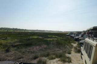 A lot of jeeps watching the cheetah