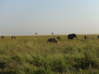 The Serengeti