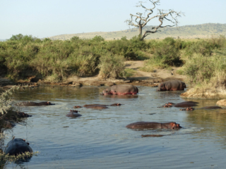 Hippo Pond