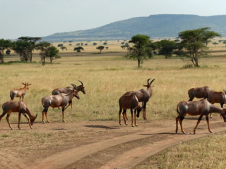 Topi Antelopes