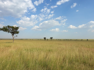 The vast Serengeti