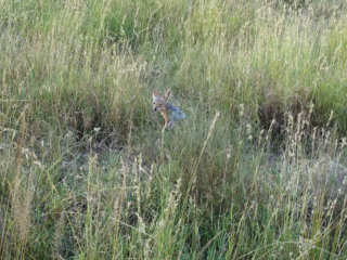 Jackal