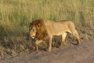Just out for a morning stroll