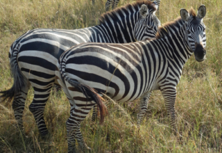 I ❤️zebras
