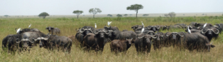 Cape Buffalo