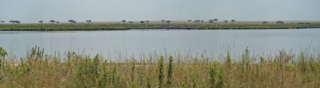 The other side of the lake is filled with wildebeest