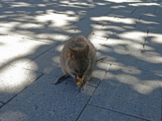 Quokka