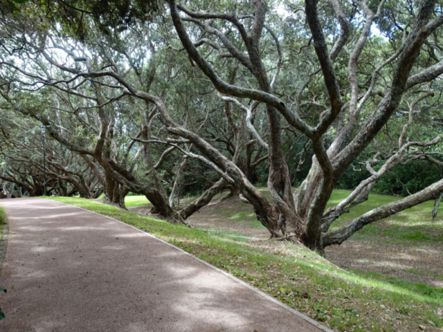 Walking through the domain back to the CBD