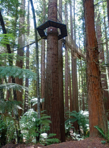 Redwoods Treewalk platforms