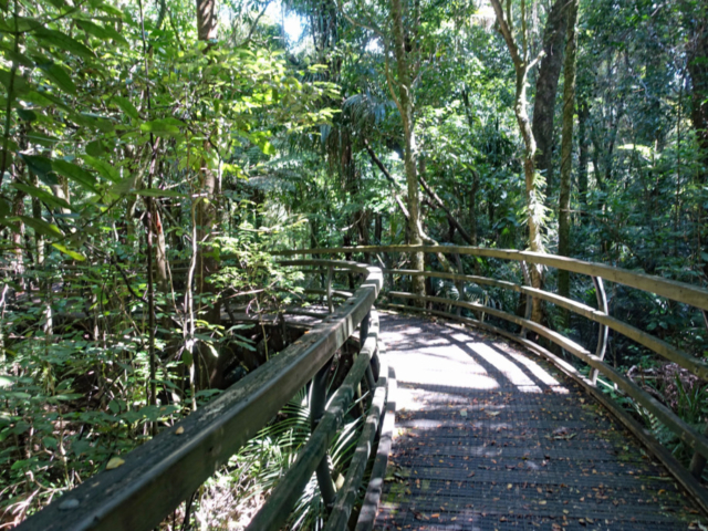 Elevated boardwalk through the forest