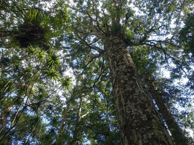 Massive Kauri tree