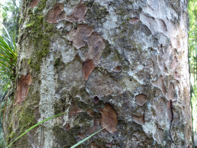 Kauri tree bark