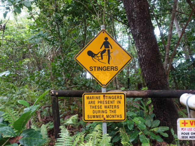 Those look like big stingers!!!